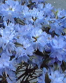 Blue Baron Rhododendron